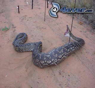 snake, python