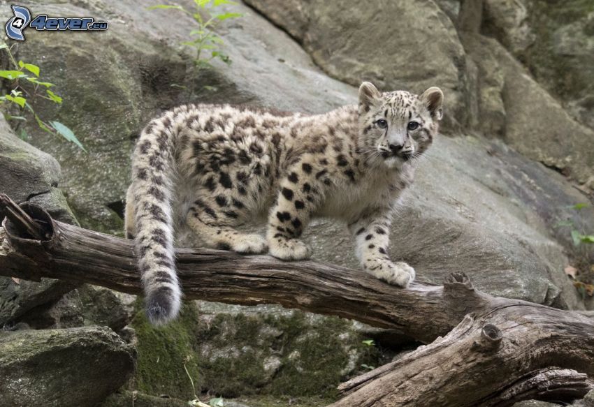 snow leopard, cub, dry branch