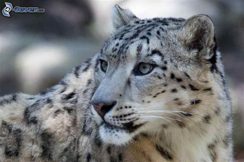 snow leopard, look