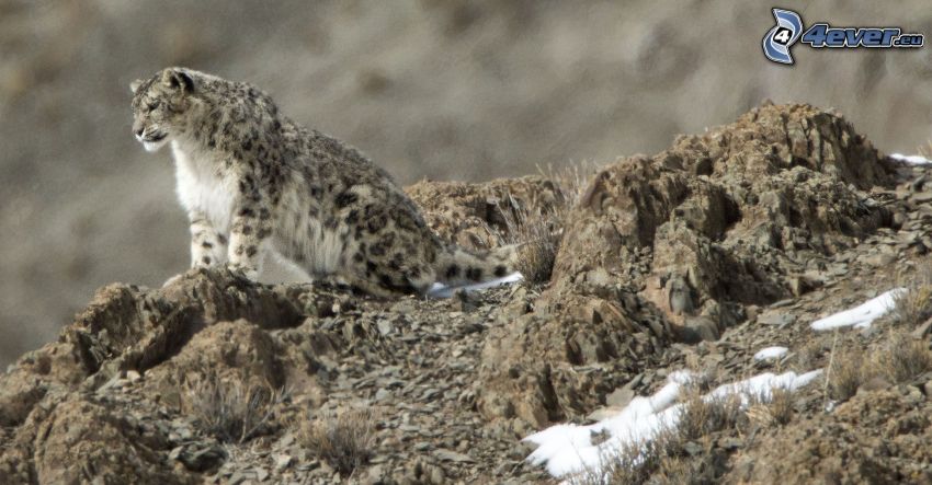 snow leopard, rocks