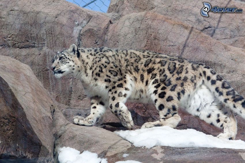 snow leopard, rocks