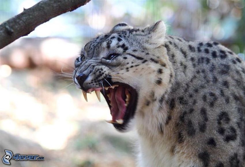 snow leopard, scream, fangs