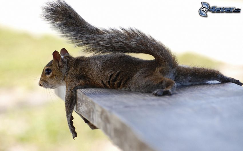 squirrel, bench, rest