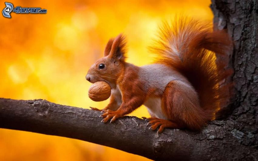 squirrel, branch, walnuts