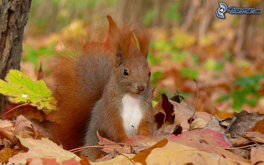 squirrel, fallen leaves