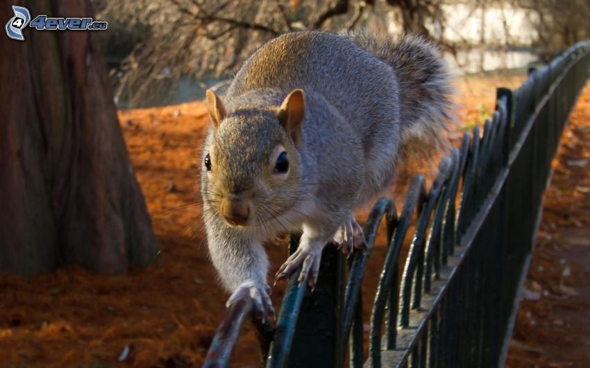 squirrel, fence