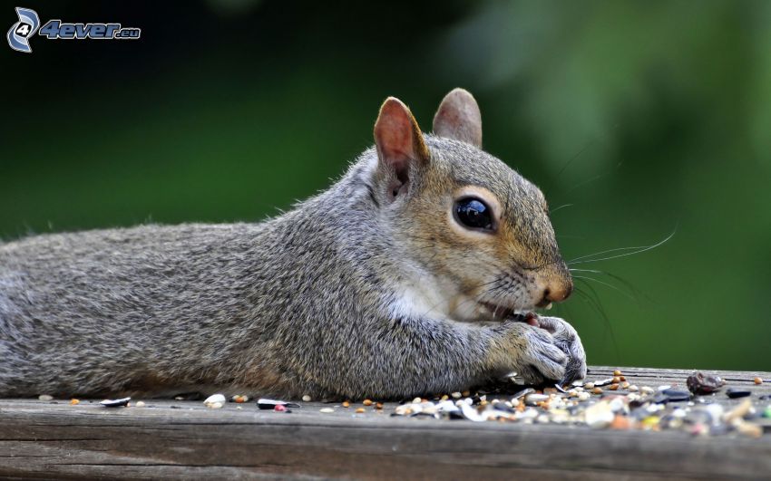 squirrel, food