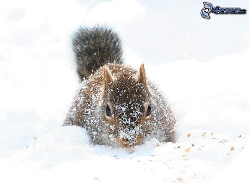 squirrel, snow