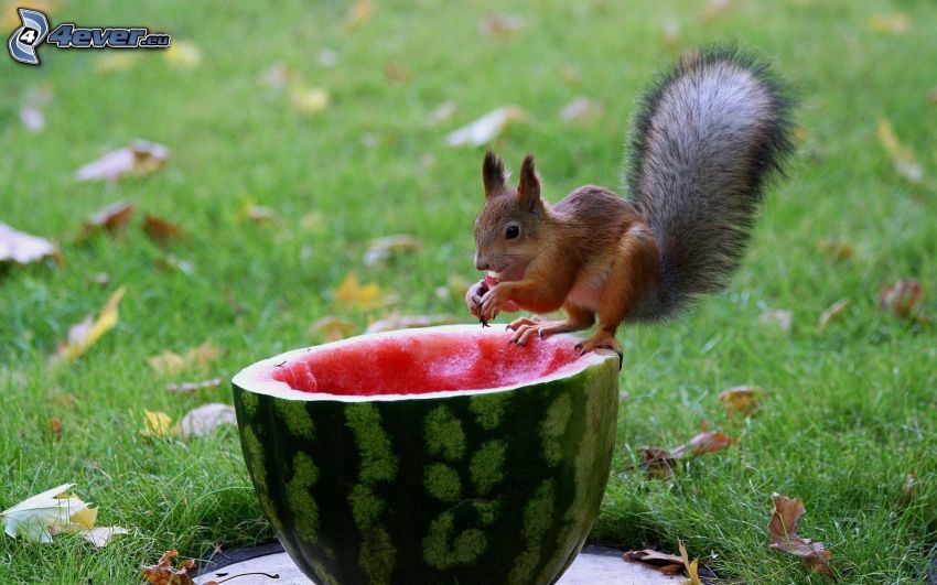 squirrel, watermelon