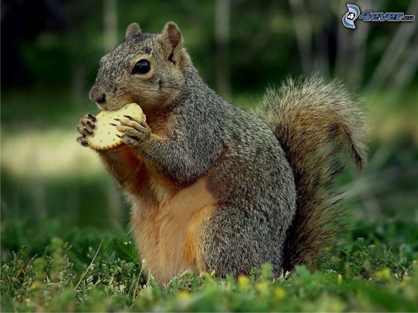 squirrel in grass, cookie