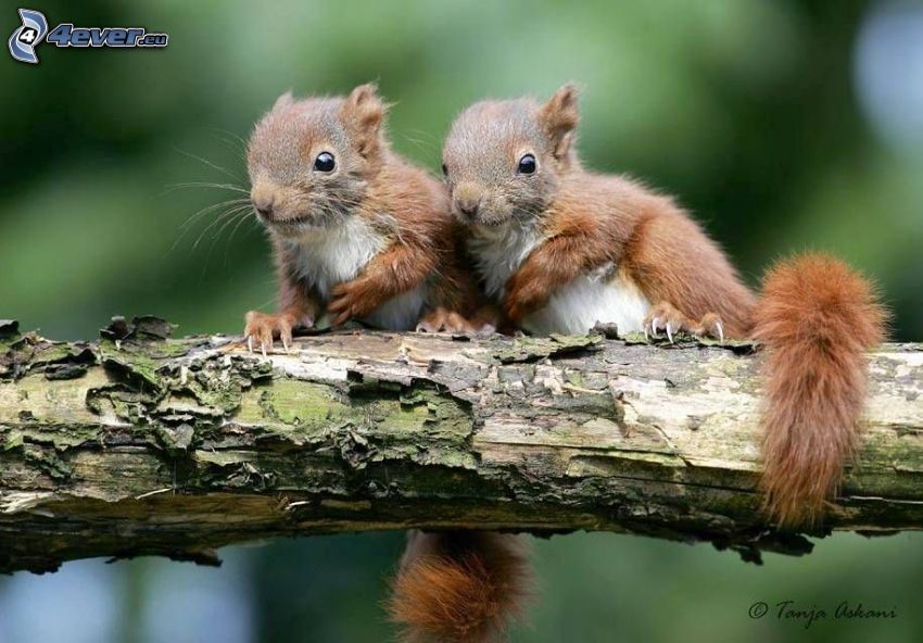squirrels on a tree