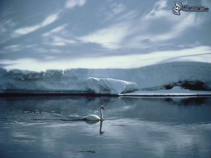 swan, water, snow