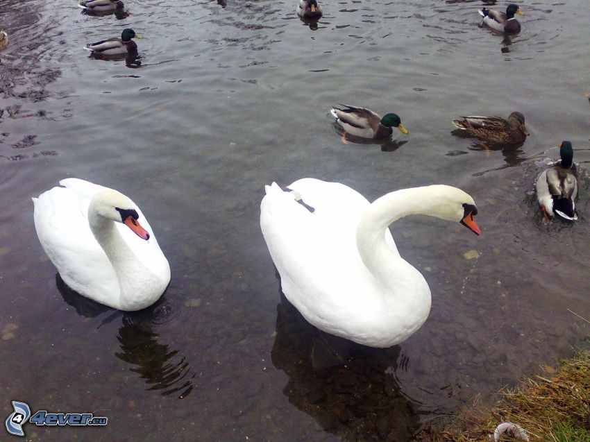 swans, duck