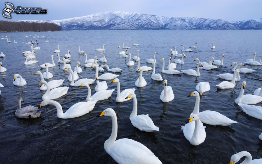 swans, lake, snowy mountains