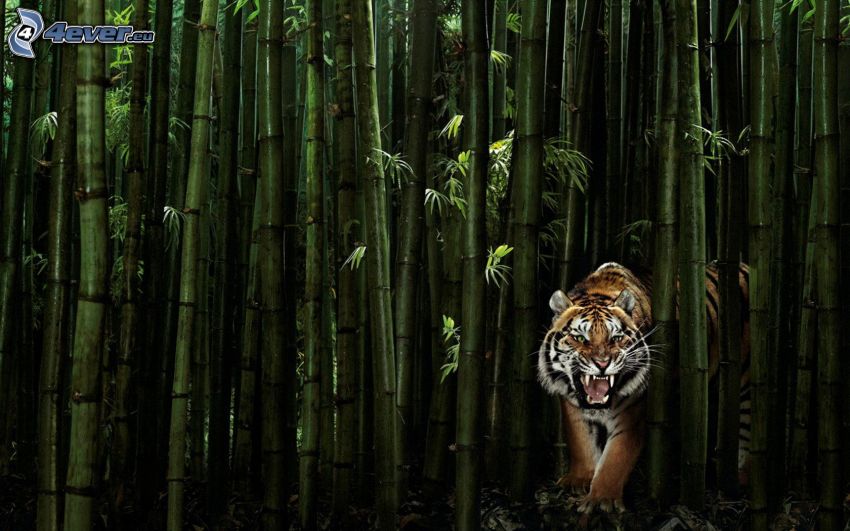 tiger, bamboo forest