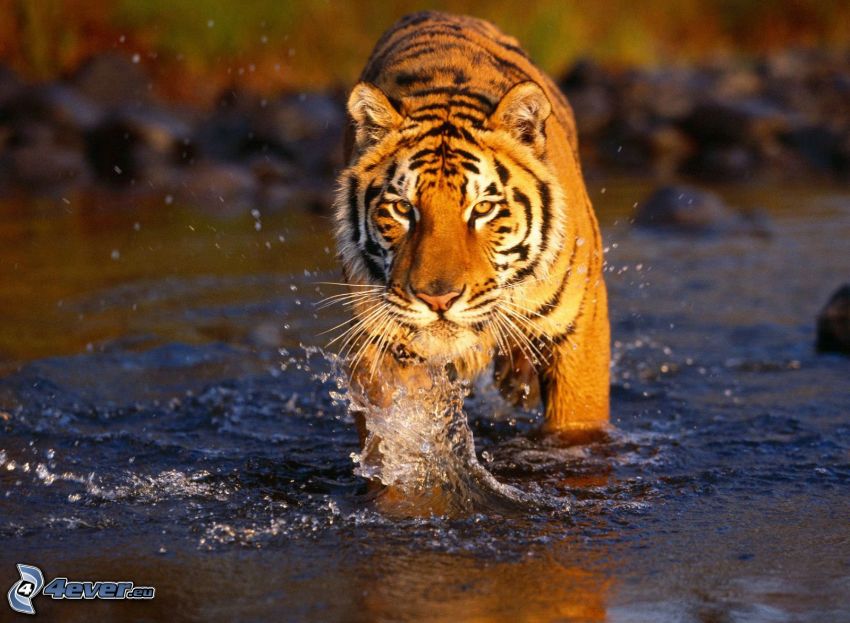 tiger, beast, water