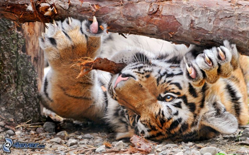 tiger, branch, tree bark