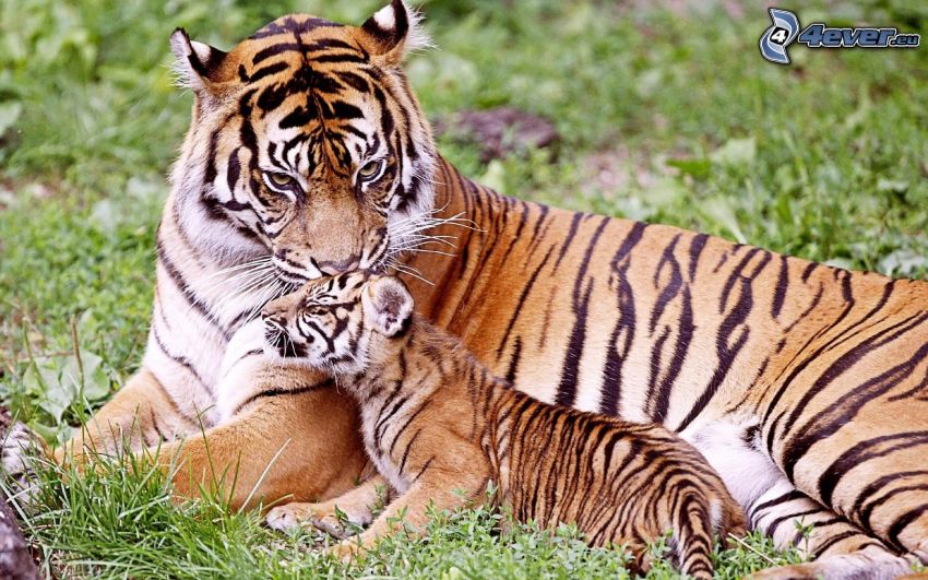 tiger, cub, grass