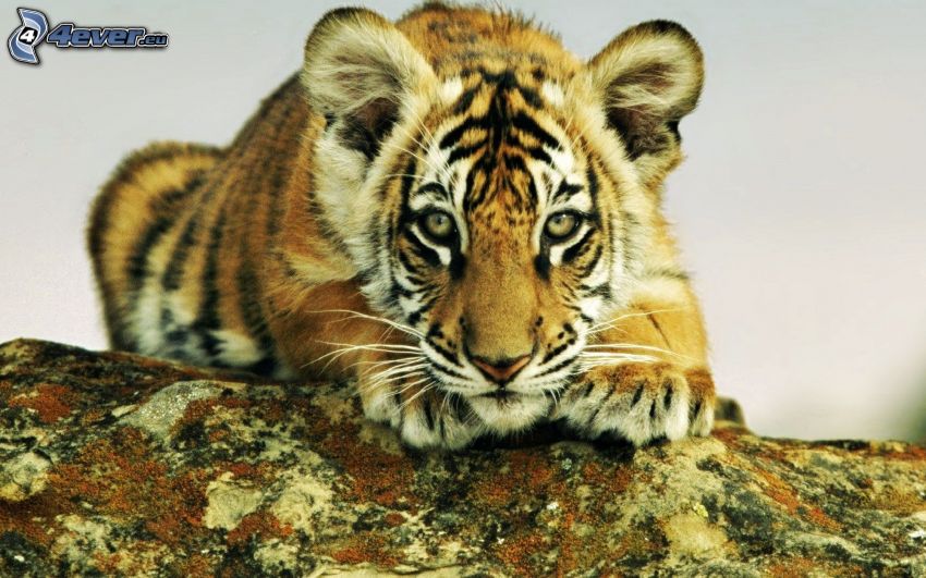 tiger, cub, rock