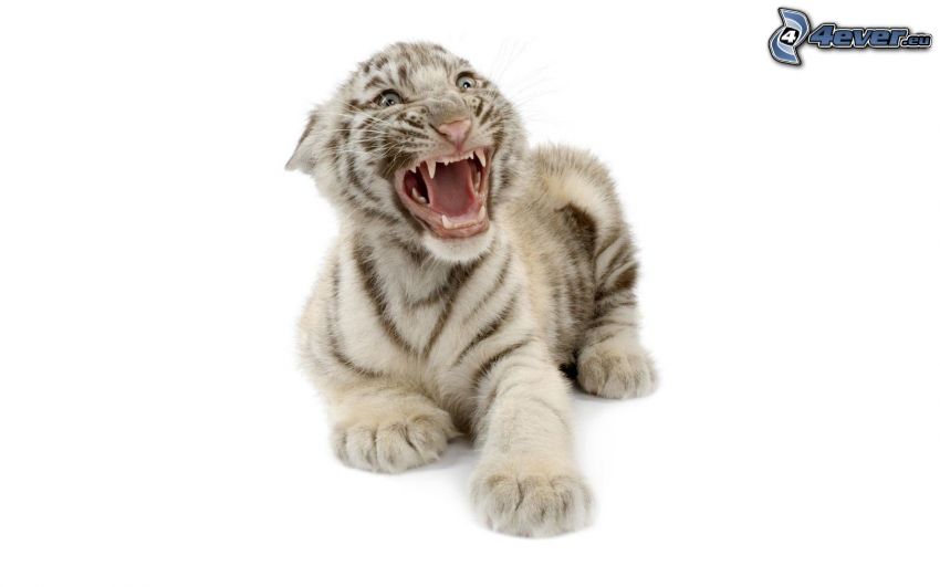 tiger, cub, scream