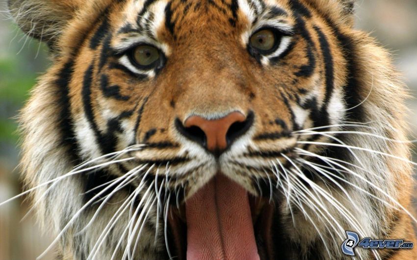 tiger, face, put out the tongue
