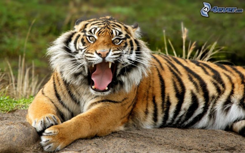 tiger, fangs, scream