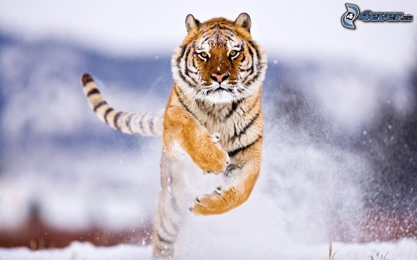 tiger, jump
