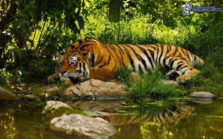 tiger, lake, greenery, rest