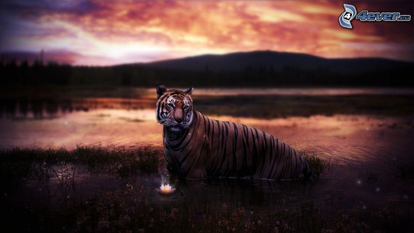 tiger, lake, mountain