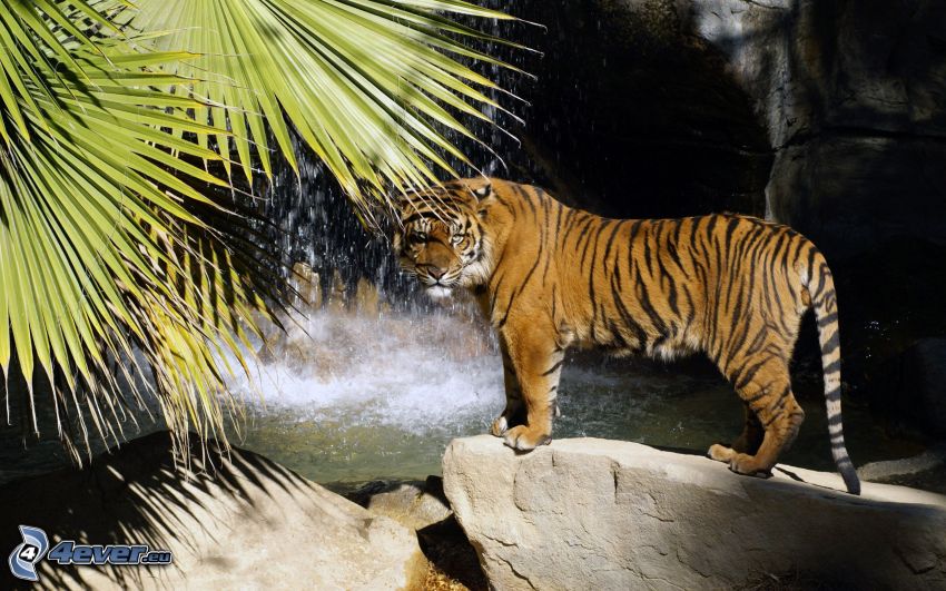 tiger, leaves, waterfall