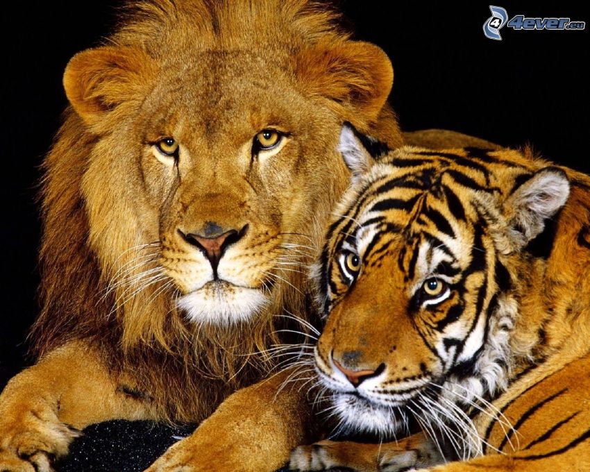tiger, lion