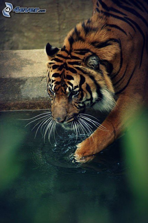 tiger, paw, water