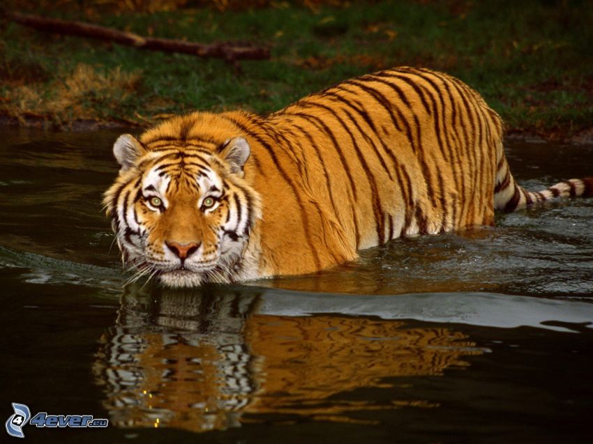 tiger, River, water