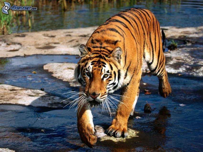 tiger, rocks, water