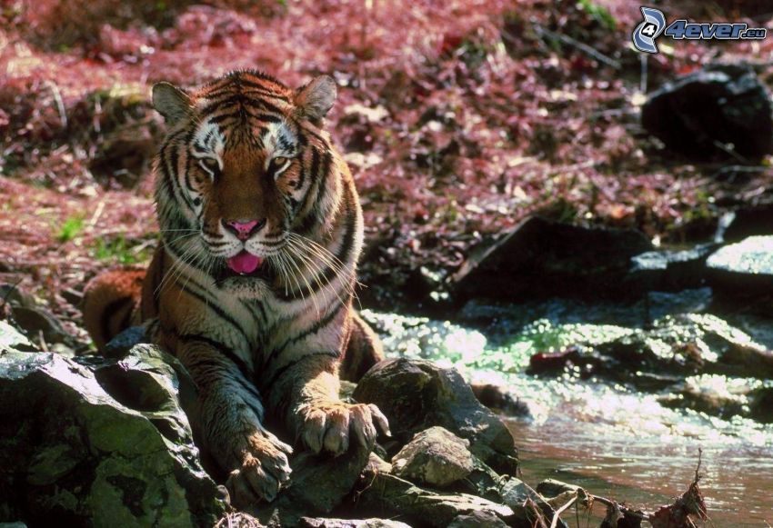 tiger, rocks, water