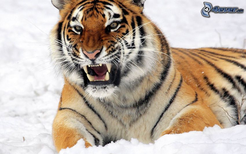 tiger, scream, snow