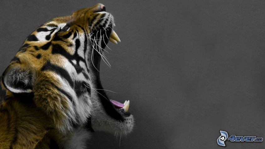 tiger, scream