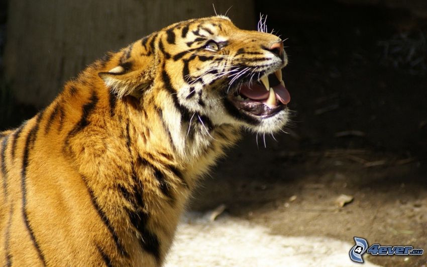 tiger, scream
