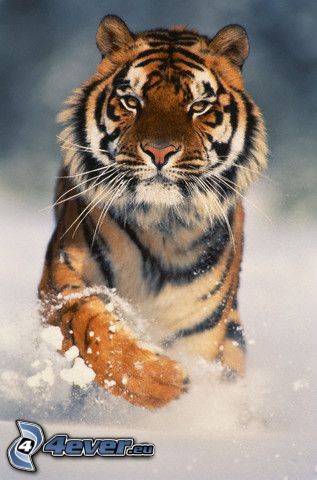 tiger, snow, running