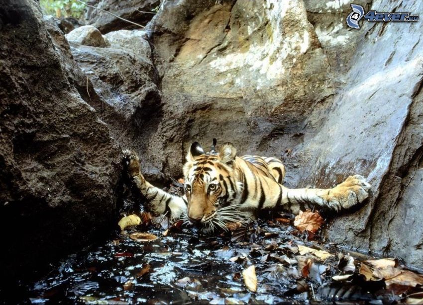 tiger, strait, water, rocks