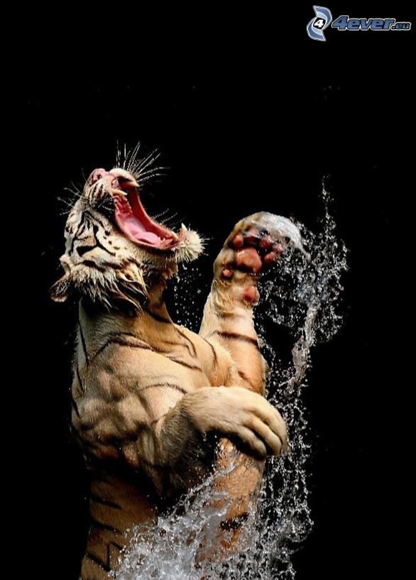 tiger, water, fangs