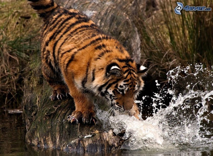 tiger, water, hunting