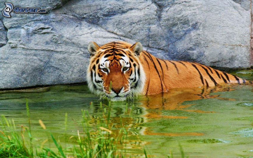 tiger, water, rock