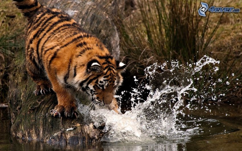 tiger, water, splash, branch