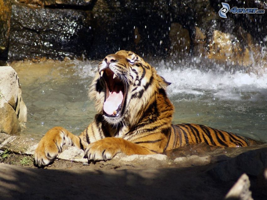 tiger, water, yawn