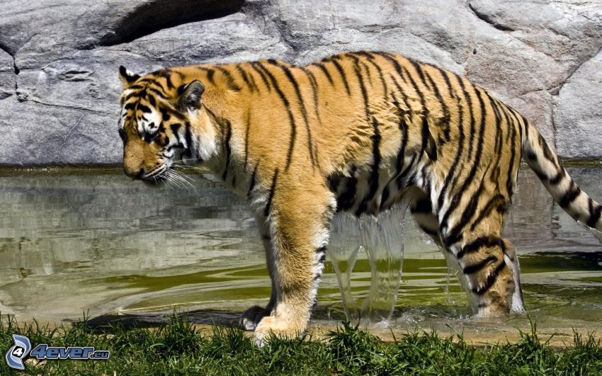 tiger, water