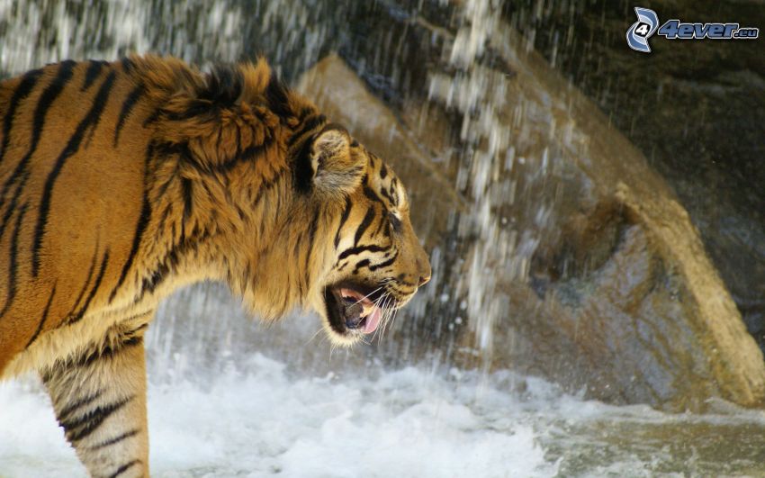 tiger, waterfall