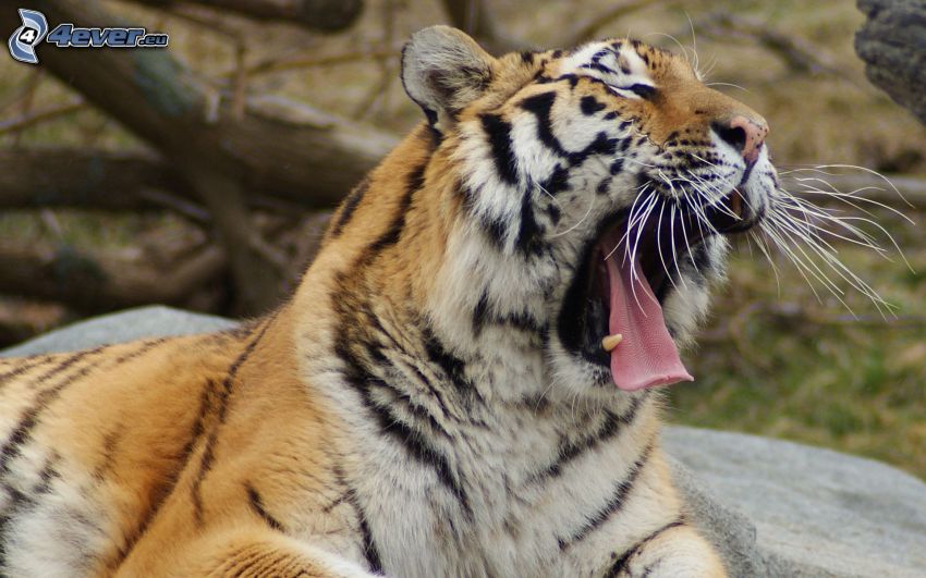 tiger, yawn