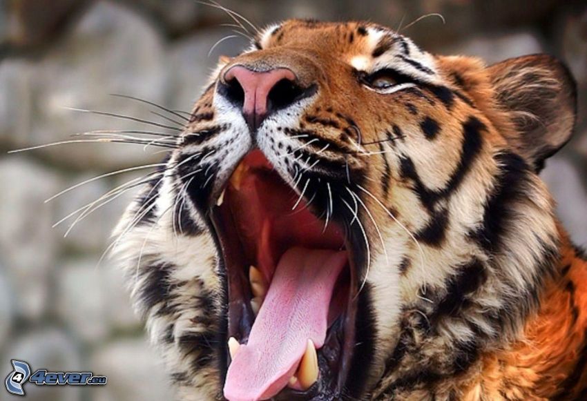 tiger, yawn