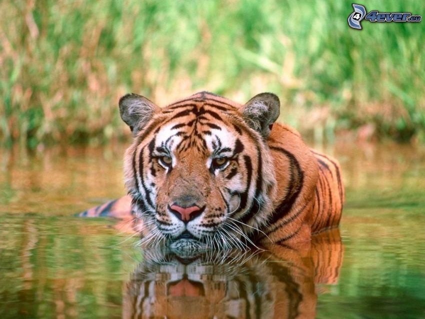 tiger in water, River